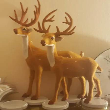 بيت شباب Libera