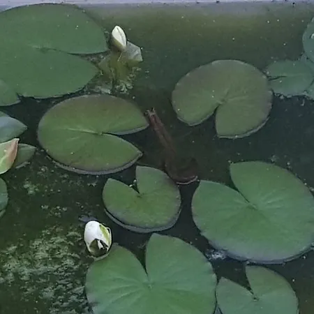 旅馆 Libera 索菲亞