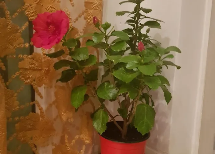 Хостел Libera *